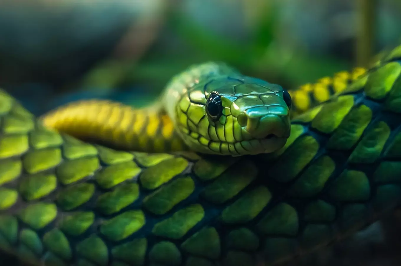 I hadi mají své dny – oslavte jejich mezinárodní den návštěvou zoo nebo výletem do přírody