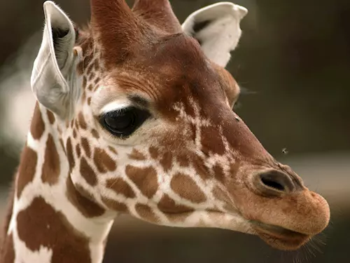 Slavnostní otevrení pavilonu žiraf v jihlavské zoo se blíží!