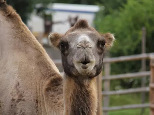 Zoo a zooparky, Kudy z nudy, Středočeský kraj