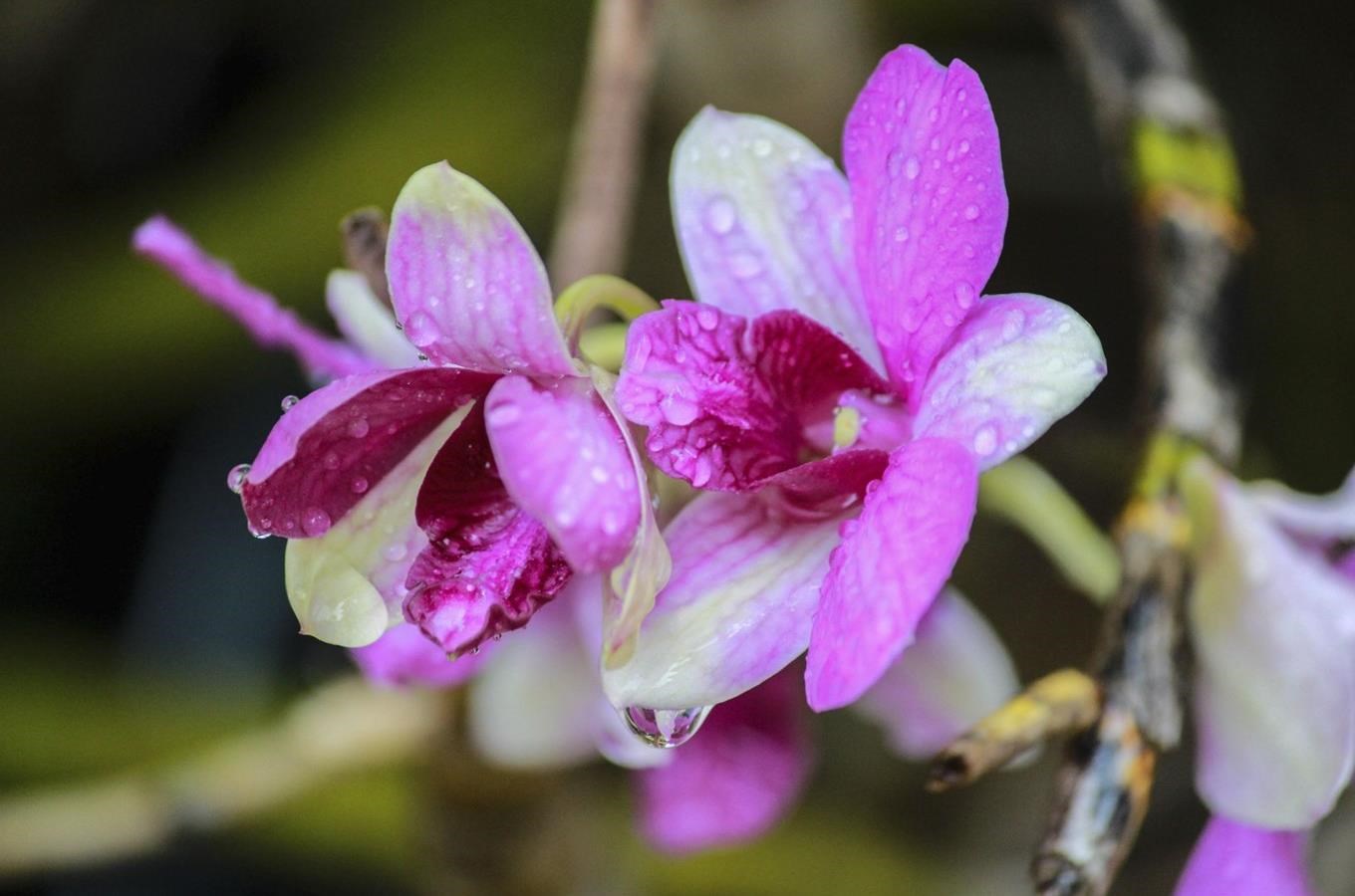 Orchideje české Přírody V Pardubicích Kudy Z Nudy 