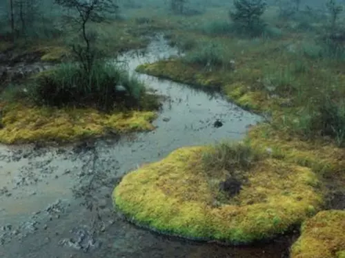 NPP SWAMP