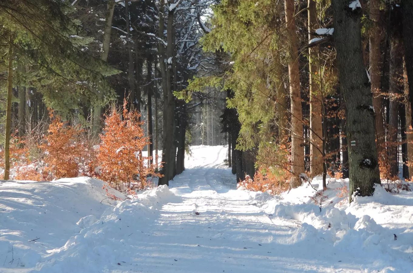 U Hrubé Skály se kácí nebezpečné stromy, obnovou projde i arboretum Bukovina