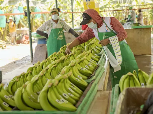 Výstava na stromech – fotografie o životě pěstitelů a systému Fairtrade