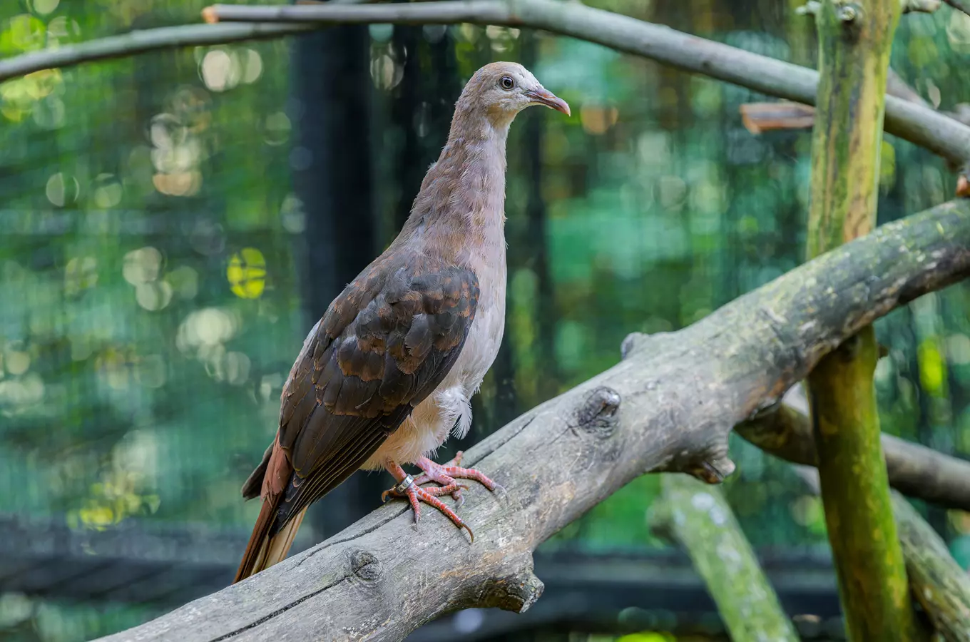 Připomínka spisovatele Geralda Durella v Zoo Praha