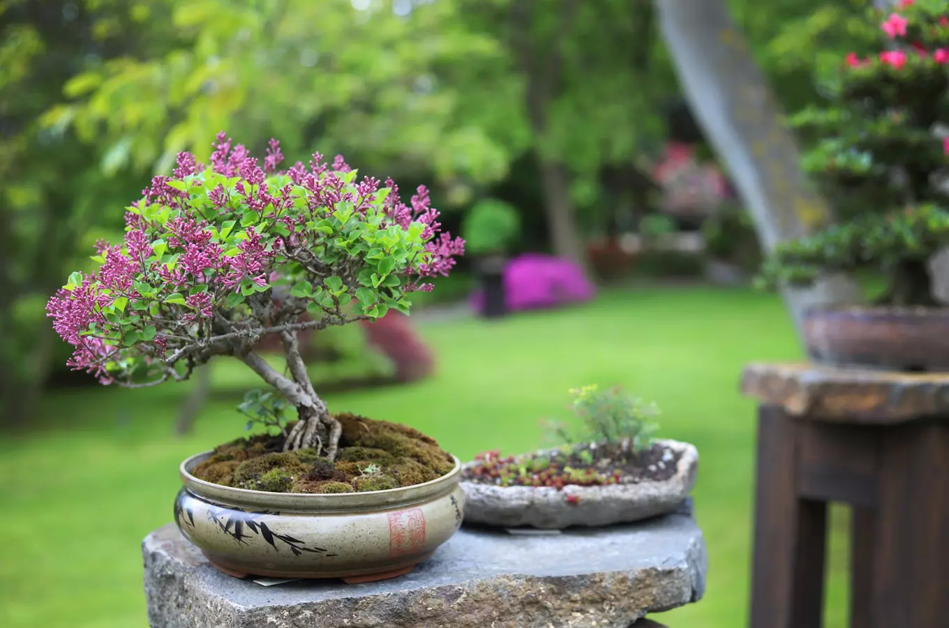 Trojská botanická zahrada se v červnu promění v malé Japonsko