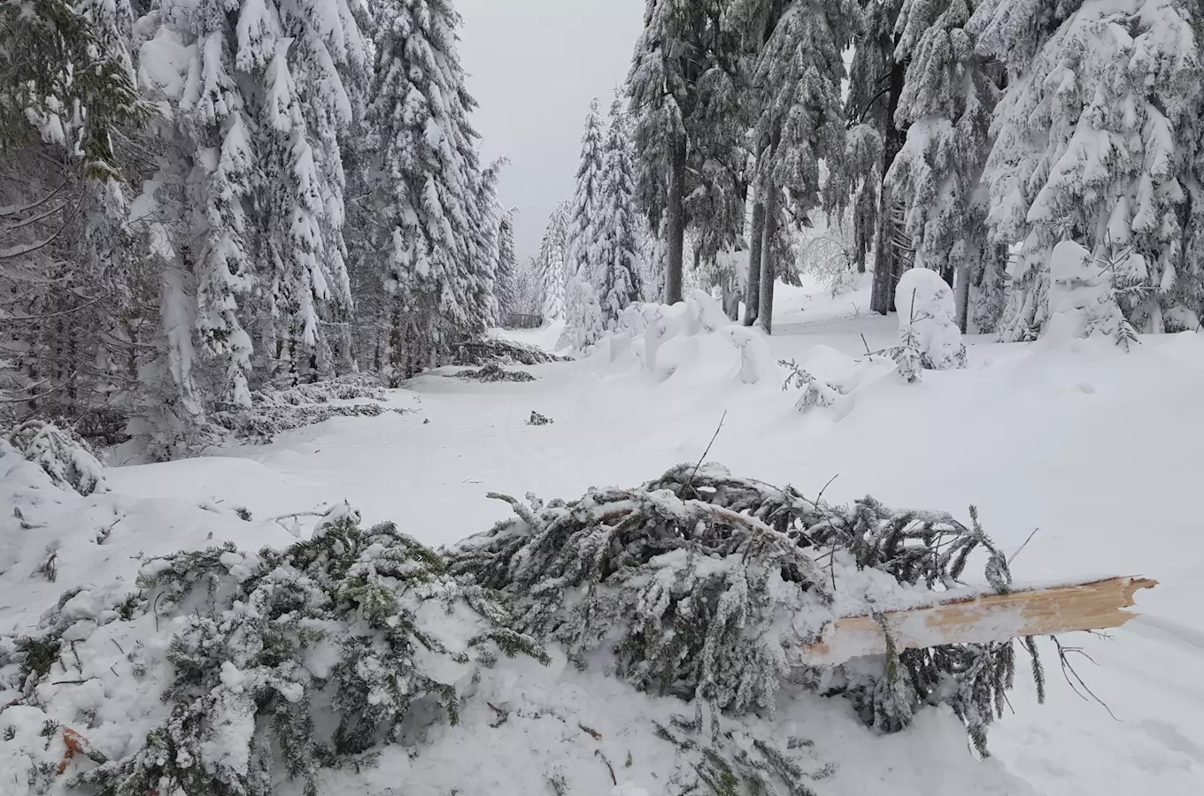 Na běžky se do Krušných hor nevydávejte - v lesích padají stromy a cesty jsou zaváté