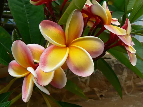 Plumeria sp.