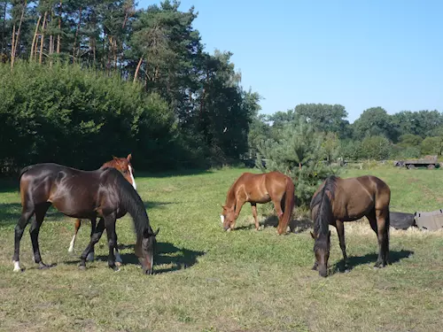 kone na pastvinách