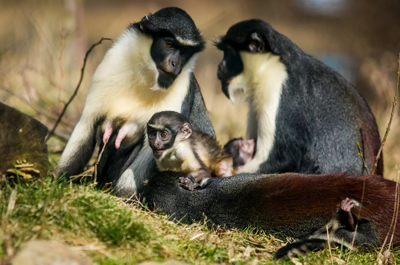 Den pro zoologické zahrady v zoo Ostrava