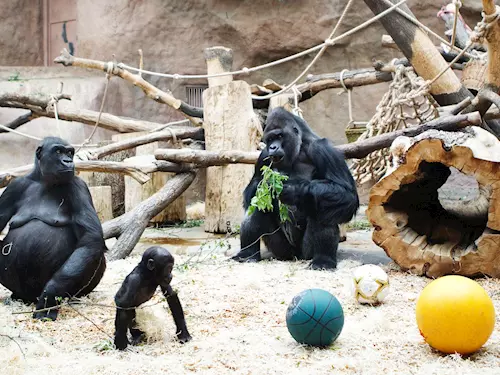 Zoo Praha, kudy z nudy, gorily