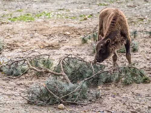 V Zoo Praha si zvířata budou pochutnávat na větvích z vichřice až do víkendu