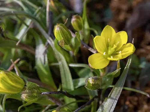 Jaro v pražské botanické zahradě ohlašují žluté květy křivatce českého pravého