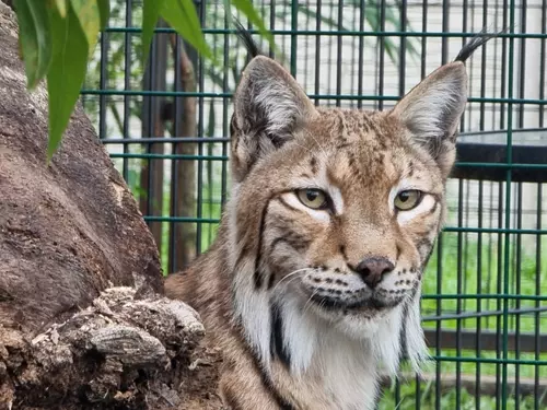 Lynx lynx