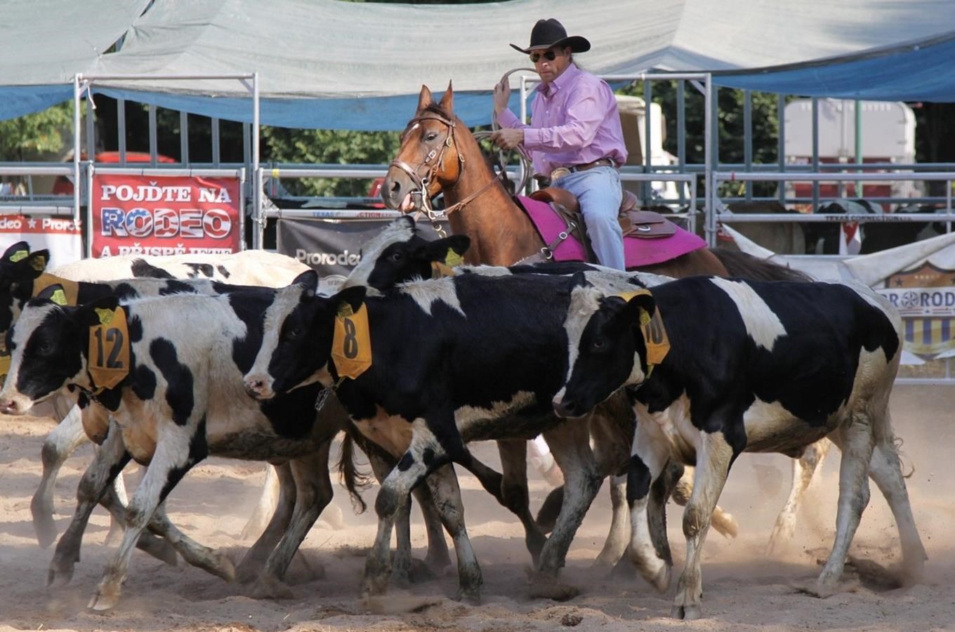Dostihový den a Rodeo show na pardubickém závodišti – Kudy z nudy