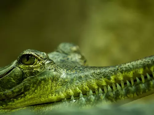 Přijďte si užít tropické dobrodružství v Krokodýlí Zoo Protivín 