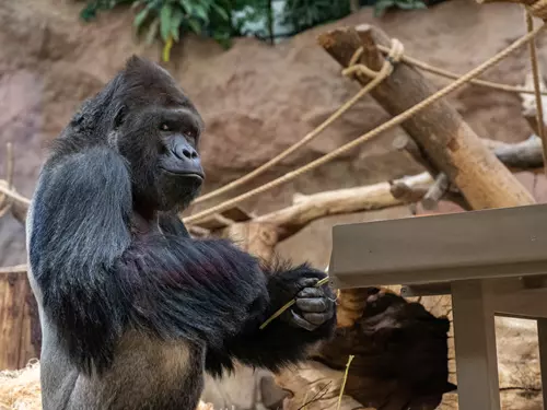 Richard sídlící v Centru Méfou, tedy ve starém pavilonu goril v dolní části zoo, je bezesporu jedním z nejslavnějších obyvatel Zoo Praha. Jeho stopa v historii zdejšího chovu je nesmazatelná zejména díky otcovství všech dosud narozených mláďat. 