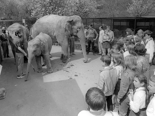 Zahájení 86. sezony Zoo Praha proběhne v retro stylu již tuto sobotu