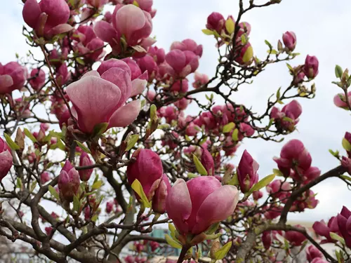 Rozkvetlá magnolie ve Františkánské zahradě. Nové Město pražské. Praha. 9. dubna 2025. Foto: © Kristýna Maková, archiv Prahy křížem krážem