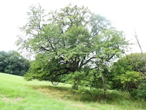 Nejedlíkova oskeruše – památný strom v Kněždubu