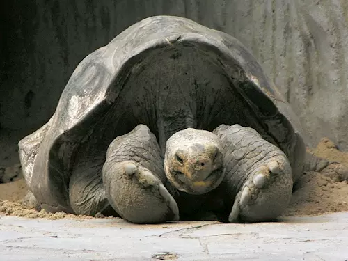 I želvy mají své dvojníky – přesvědčte se v Zoo Praha
