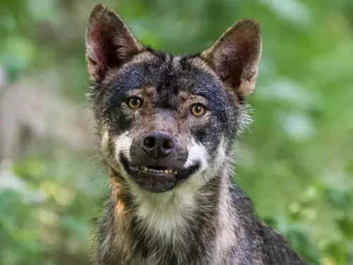 Samec vlka eurasijského Grim