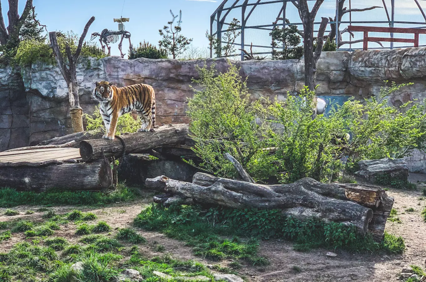 Jihočeská zoologická zahrada Hluboká nad Vltavou – adoptujte si zvíře