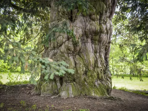 Vilémovický tis – nejstarší strom České republiky