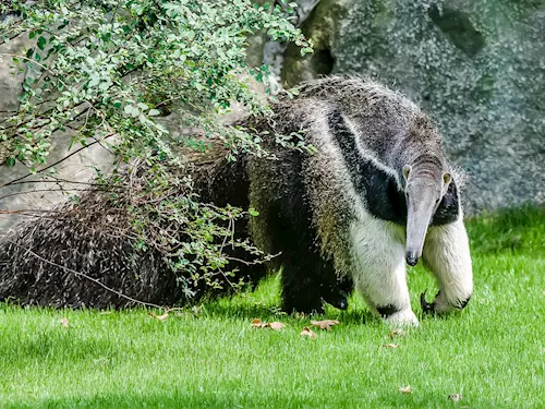 Den hmyzožravcu se v Zoo Praha ponese ve znamení mravenecníku