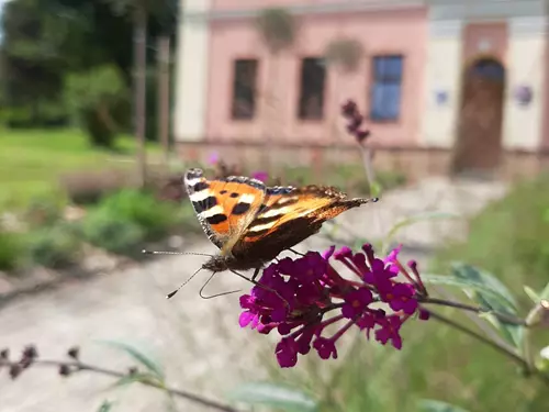 Motýlí zahrada na place v Hodslavicích