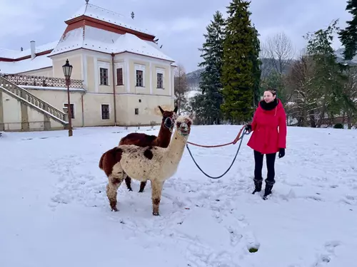 lamatrekking v zámeckém parku