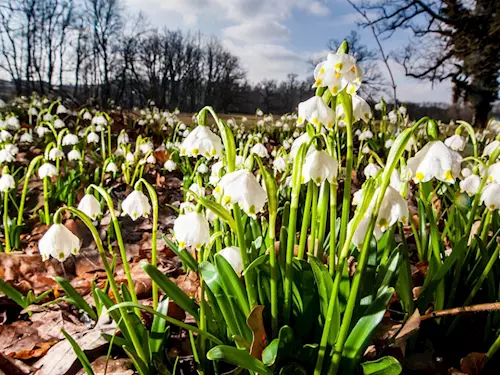 V zámeckém parku v Kostelci nad Orlicí začínají kvést tisíce bledulí a sněženek