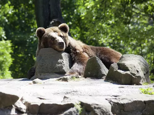 Medved hnedý je u nás kriticky ohroženým druhem