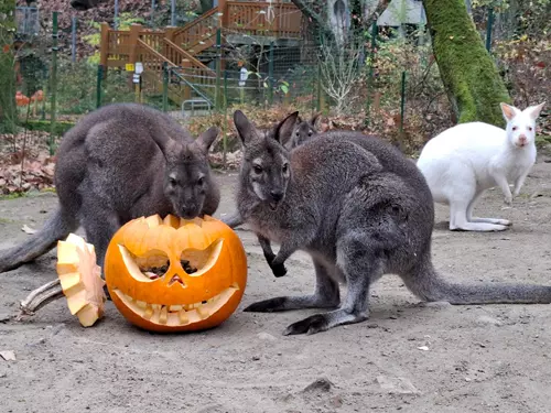 Strašidelná Zoo Děčín 2026