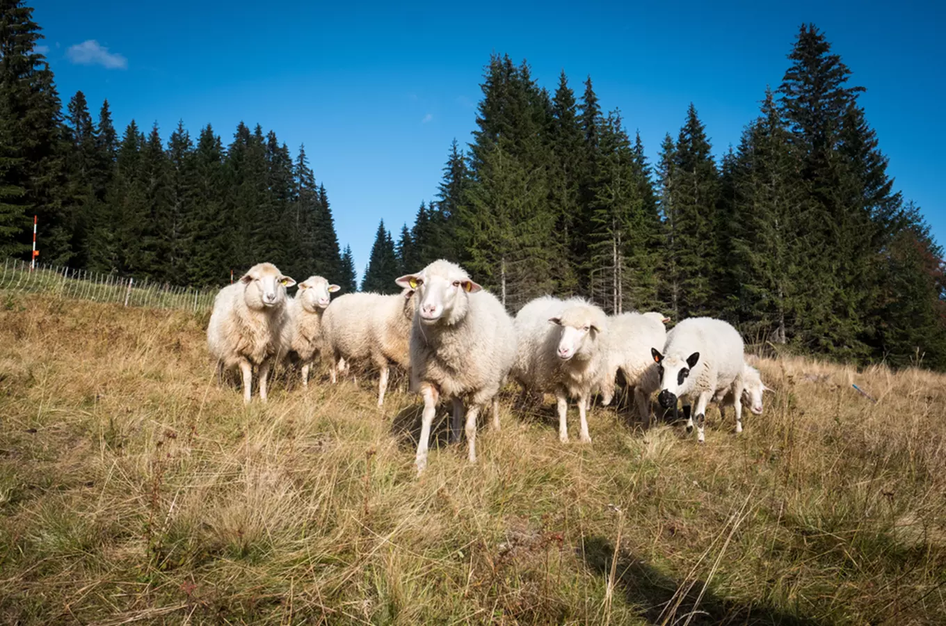 Farma Busil – jediný dochovaný královácký dvorec na Šumavě