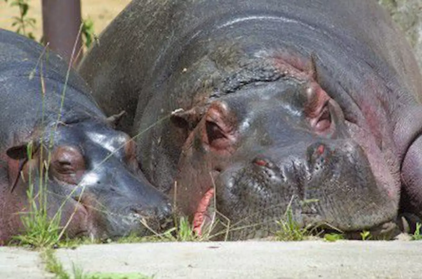 Unie českých a slovenských zoo zahájila ofenzívu na síti