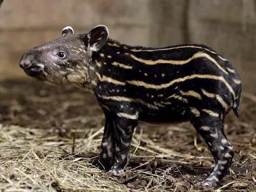 V pražské Zoo se narodilo mládě tapíra, druhé v historii!