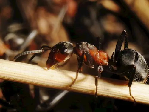 Šebeň u Dobré Vody – bývalé místo s nejvíce mraveništi v ČR a střední Evropě