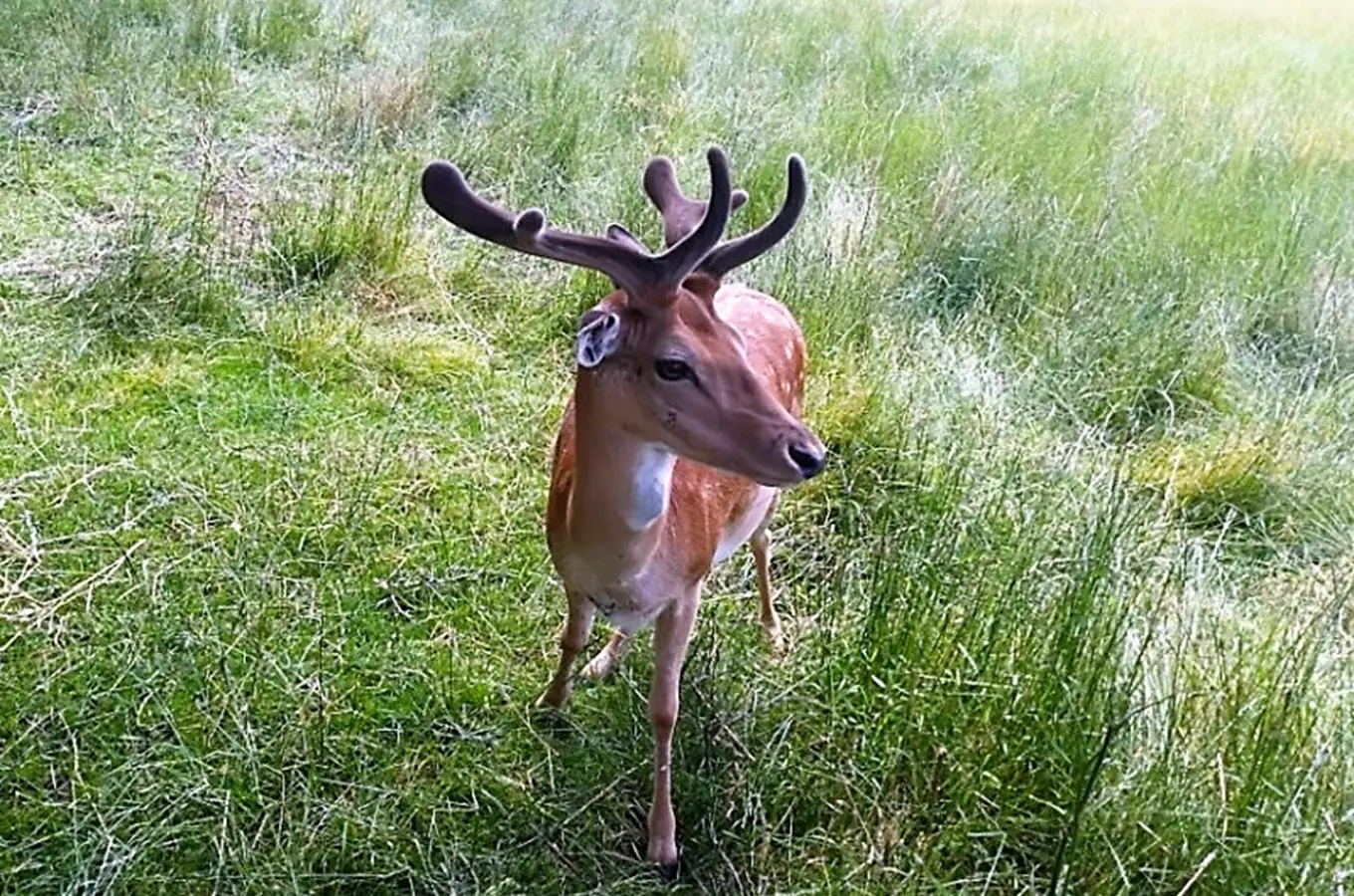 Dančí obora Dobšice