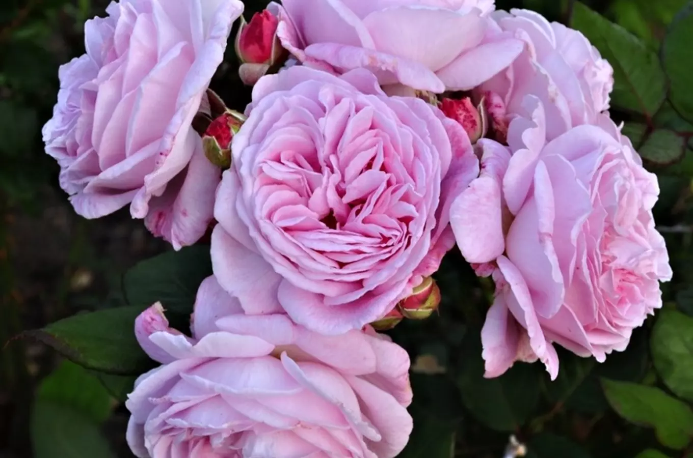 Hraběnka Henrietta Chotková – královna růží