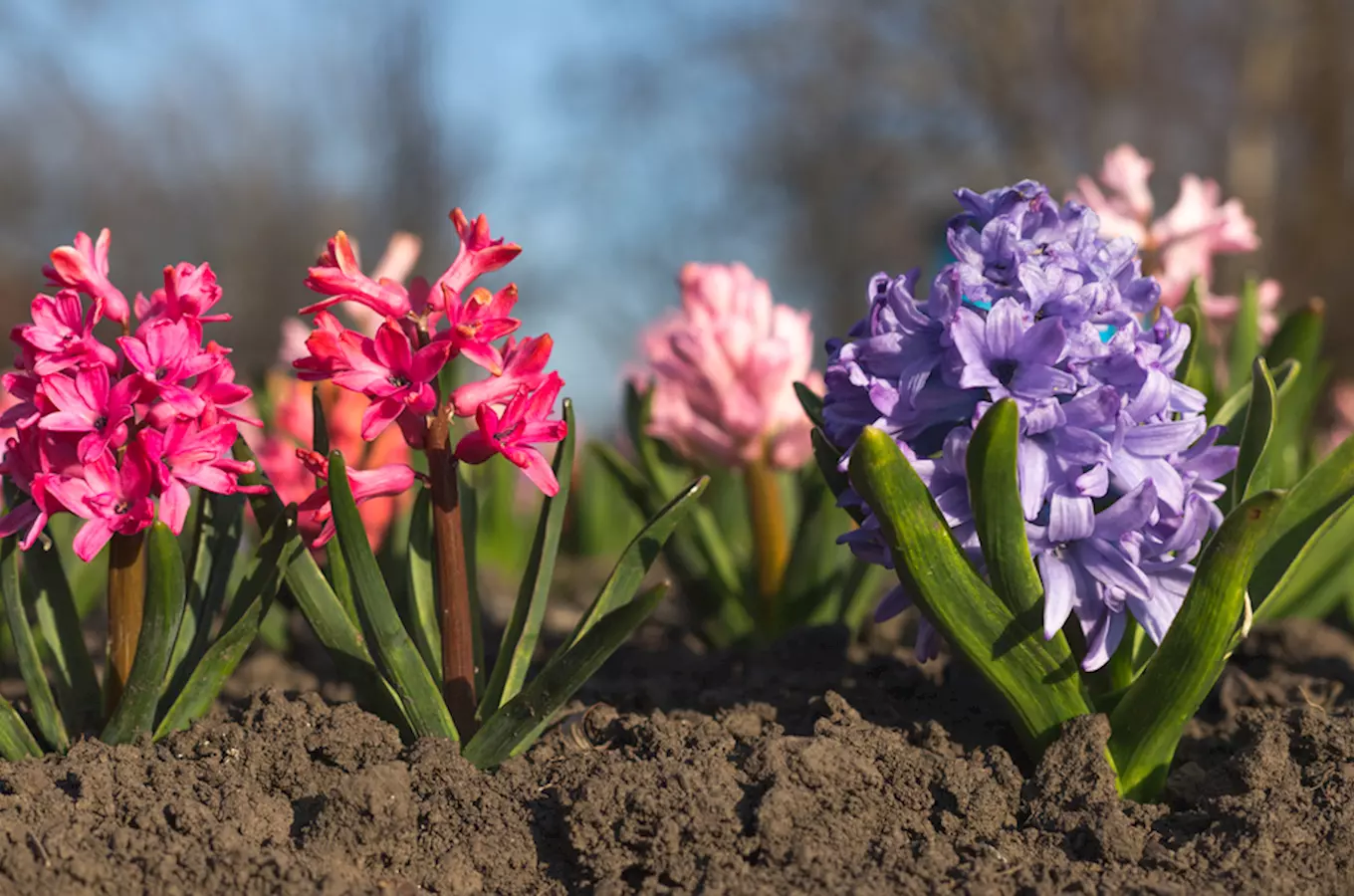 Výstava Předjaří v Královské zahradě nabídne první jarní květiny i mladé umění