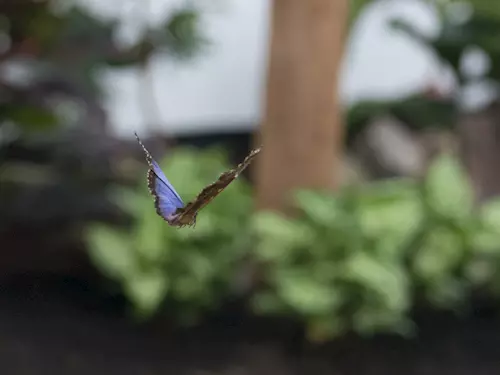 Motýlí dům Papilonia v komplexu Diana v Karlových Varech