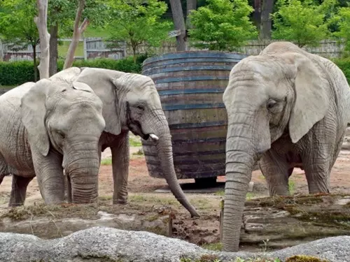 Sloni v Zoo Zlín