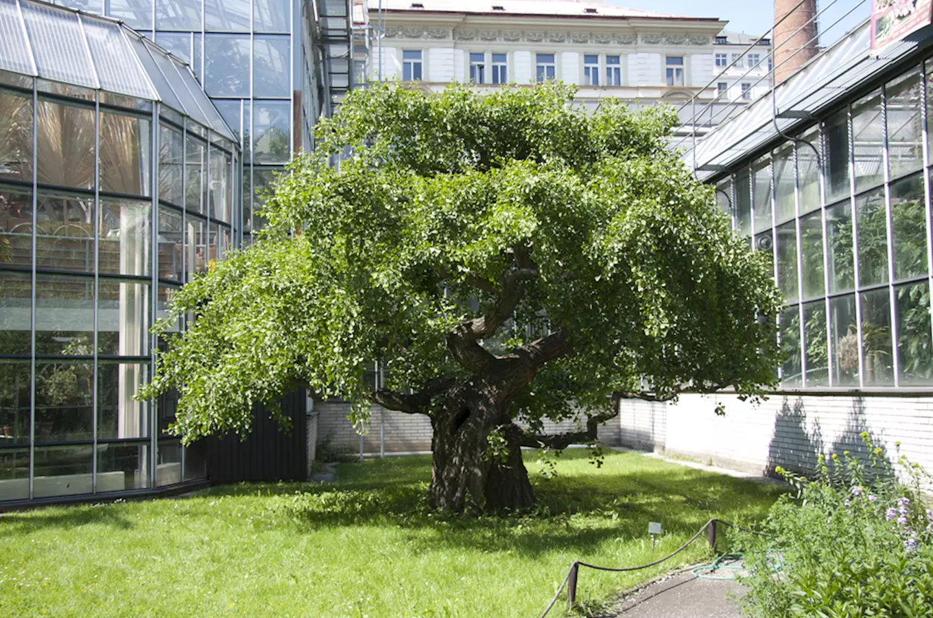 Botanická zahrada Univerzity Karlovy – za tichým světem rostlin Na Slupi