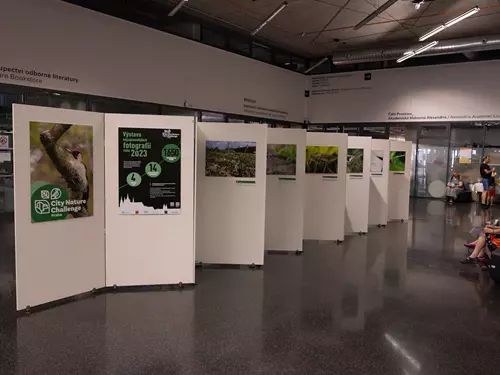 Výstava fotografií – City Nature Challenge 2025