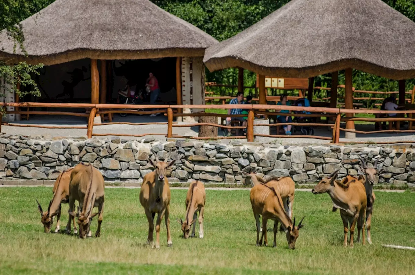 Safari v Zoo Ostrava