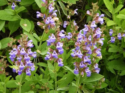 Salvia officinalis