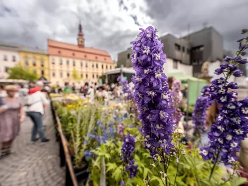 Dožínky a Den otevřených dveří památek v Jihlavě