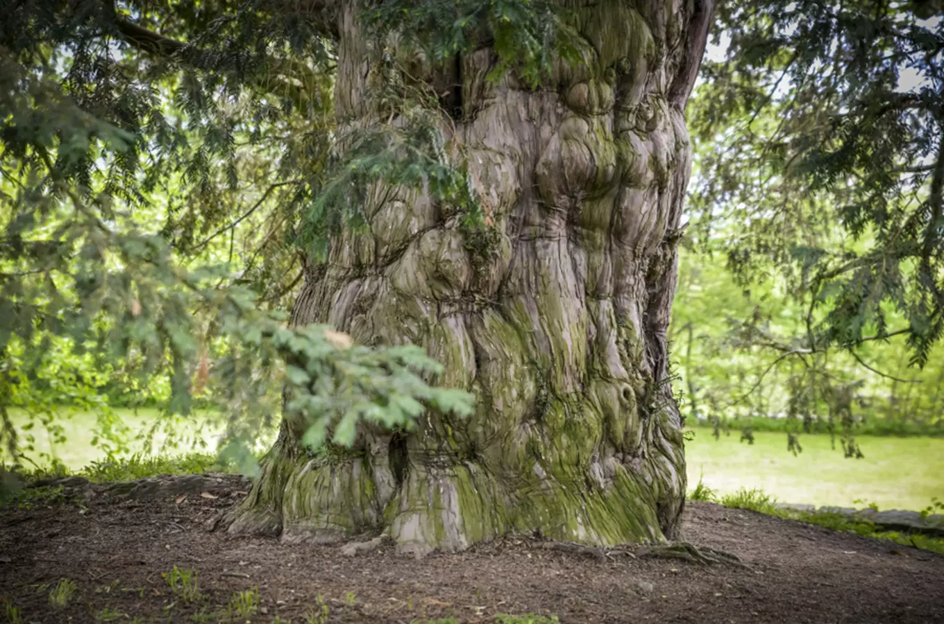 Vilémovický tis – nejstarší strom České republiky