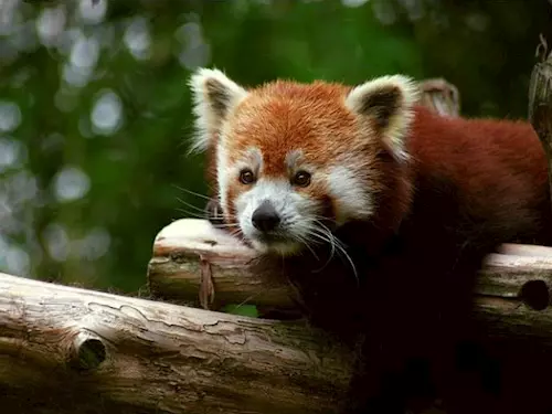 V ZOO Zlín mají novou expozici pro ohrožené pandy červené