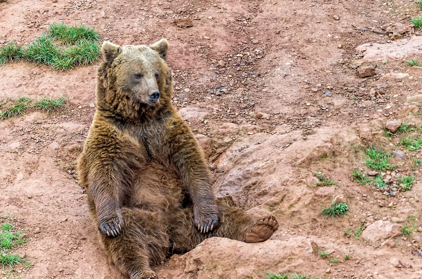 Hravý podzim – Přes tři světadíly za medvědy v plzeňské zoo